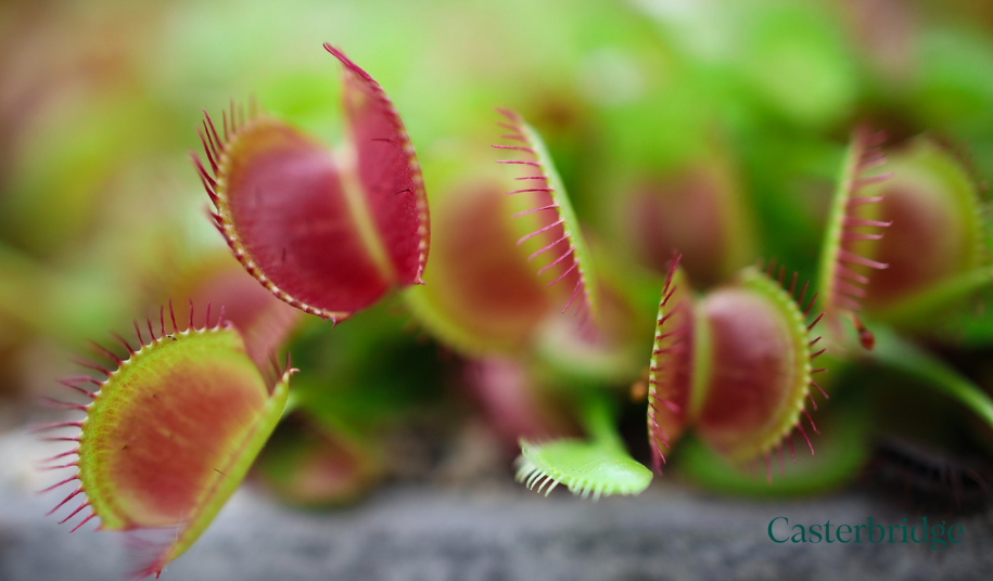 investing beyond GIAs