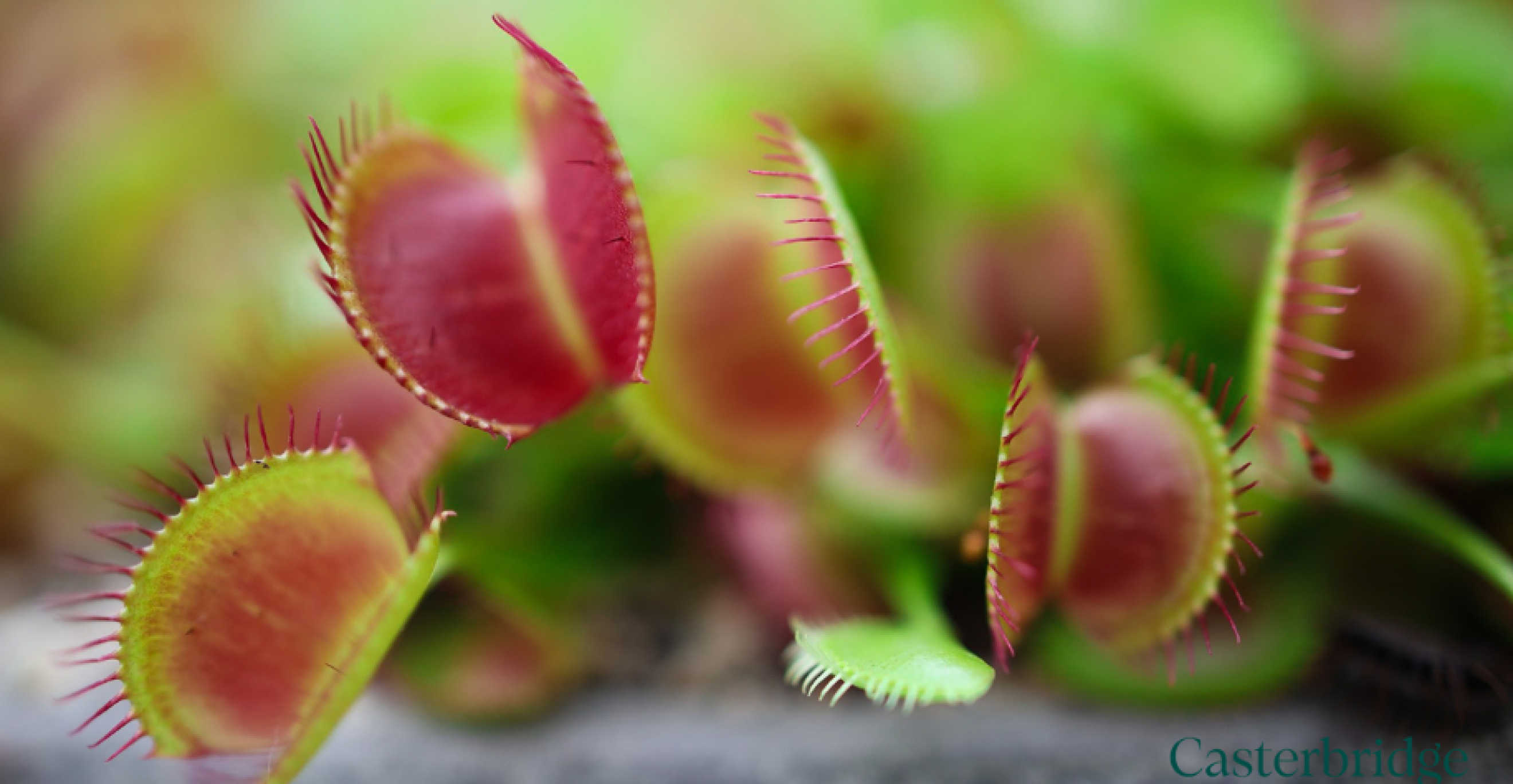 investing beyond GIAs