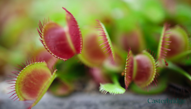 investing beyond GIAs