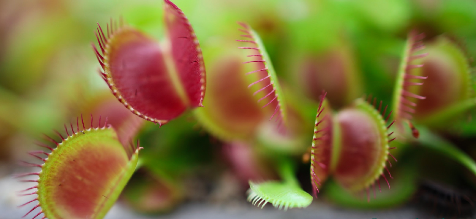 investing beyond GIAs